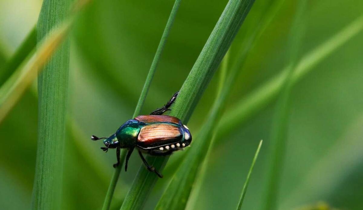 Una specie di coleottero creduta estinta è stata avvistata in Alto Adige - Coleottero giapponese (Pixabay FOTO) - www.sciencecue.it