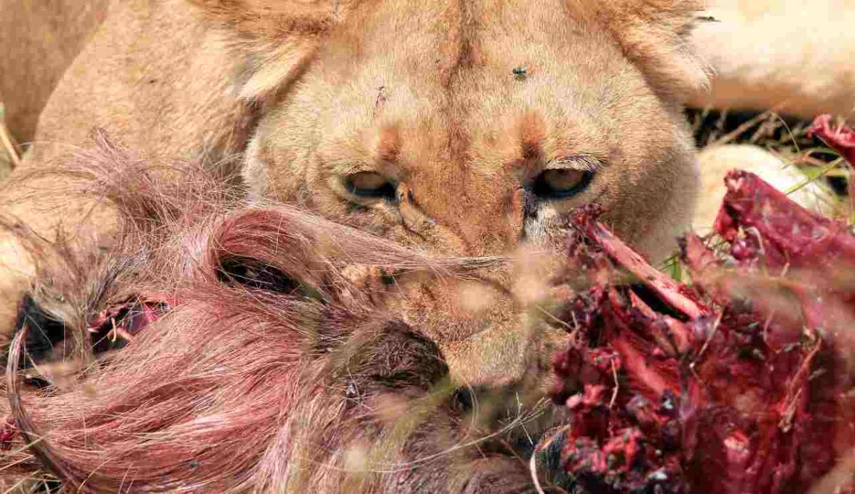 Le interazioni tra prede e predatori sono diminuite nel Mar Adriatico - Un leone che sta consumando la sua preda (Depositphotos FOTO) - www.marinecue.it