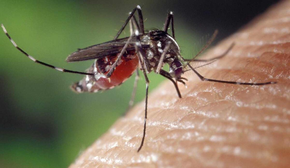Il focolaio di dengue si allarga: primi casi anche in Toscana - Zanzara (Pixabay FOTO) - www.biomedicalcue.it