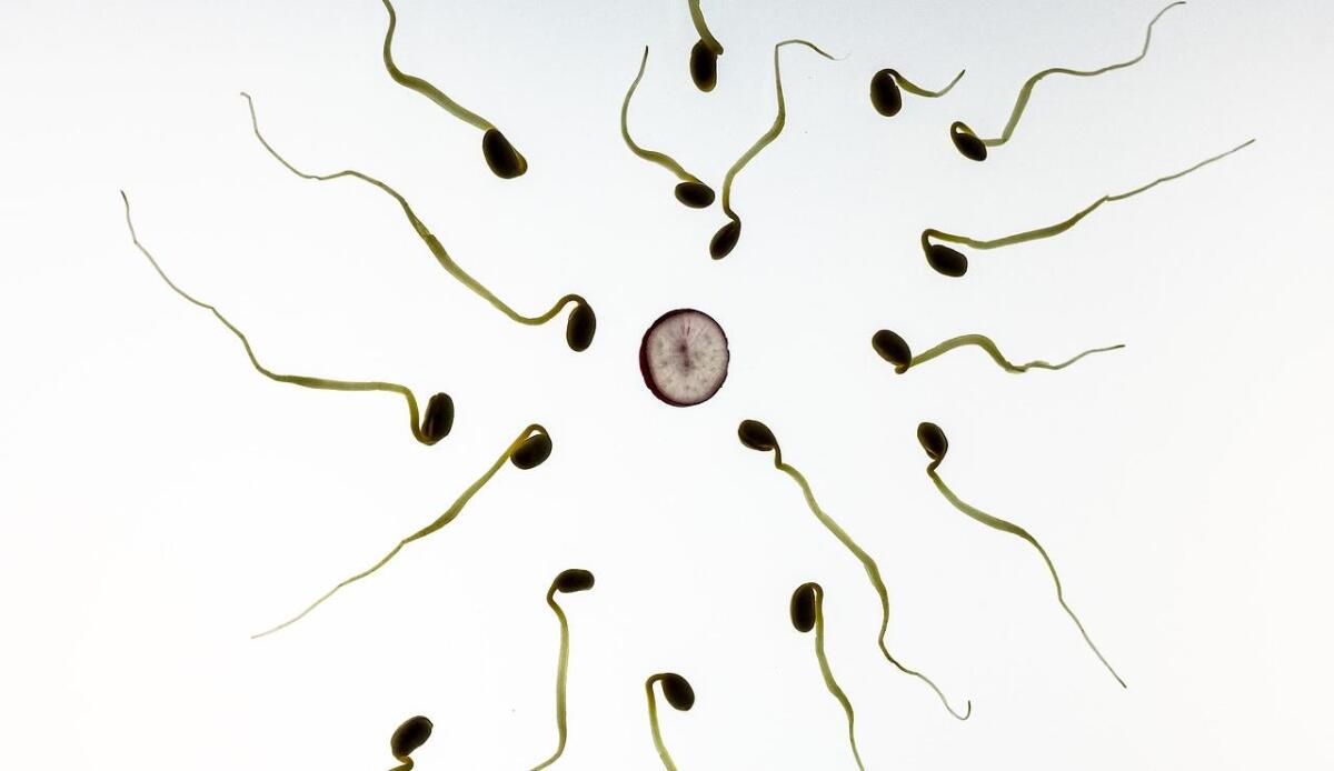 L'IA ci ha aiutati a capire i meccanismi alla base della fecondazione - Illustrazione di una fecondazione (Pixabay FOTO) - www.biomedicalcue.it