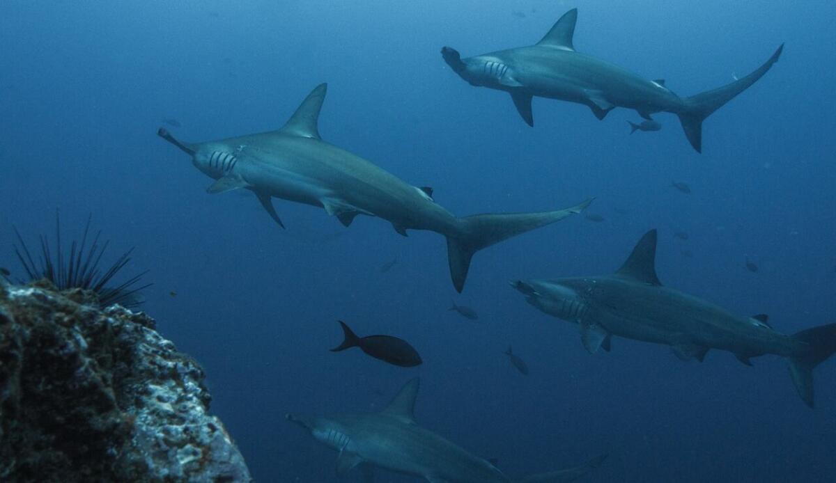 Nuova Zelanda: scoperta nuova specie di "squalo fantasma" - Squali in conformazione d'attacco in mare (Pixabay Foto) - www.marinecue.it