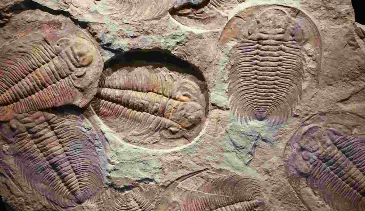 Fossili di 500 milioni di anni sono stati trovati durante la costruzione di un'autostrada in Cina - Una serie di trilobiti fossilizzati (Depositphotos FOTO) - www.buildingcue.it