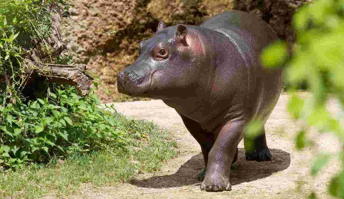 L'ippopotamo pigmeo Moo Deng è diventato una star dei social: cosa rende questa specie così interessante? - Ippopotamo cucciolo (Pixabay FOTO) - www.sciencecue.it