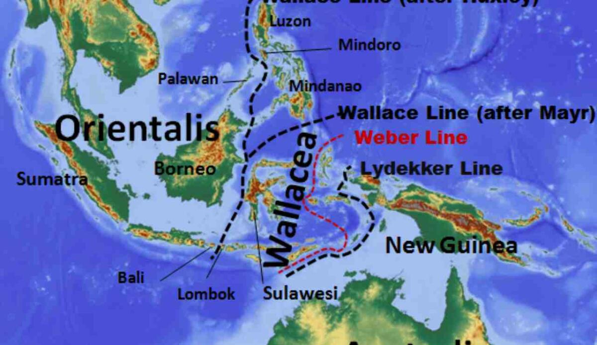 Cos'è la Linea di Wallace: la barriera invisibile che gli animali non attraversano - Linea di Wallace (Wikimedia Commons foto) - www.marinecue.it