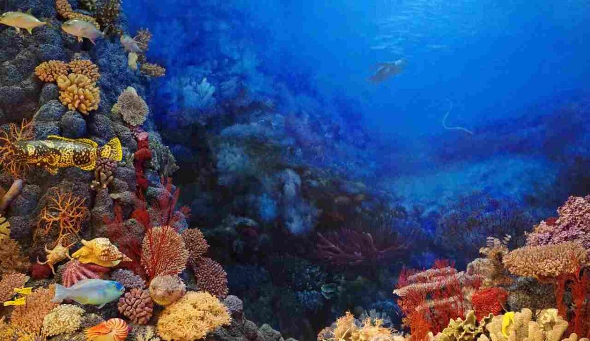 Il misterioso ossigeno "oscuro" ritrovato nei fondali oceanici - Fondale marino (Pixabay foto) - www.marinecue.it