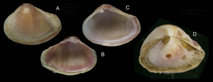 Immagine di Corbula gibba (WORMS FOTO) - www.marinecue.it
