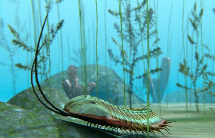 Un trilobite che nuota nelle acque del Cambriano (Depositphotos FOTO) - www.buildingcue.it