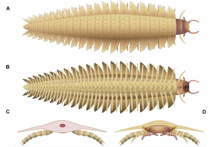 Illustrazione anatomica di Arthropleura (Lheritier et al, 2024 FOTO) - www.sciencecue.it