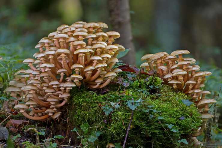 Funghi (Pixabay FOTO) - www.sciencecue.it