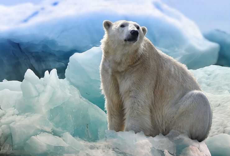 Orso polare su un ghiacciaio (Pixabay foto)