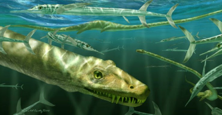 Dinocephalosaurus orientalis (Marlene Donnelly FOTO) - www.marinecue.it