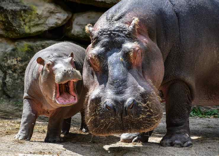 Ippopotamo cucciolo (Pixabay FOTO) - www.sciencecue.it