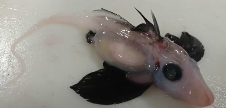 Cucciolo di squalo fantasma appena scoperto (screenshot KPRC 2 Click2Houston/YouTube Foto)