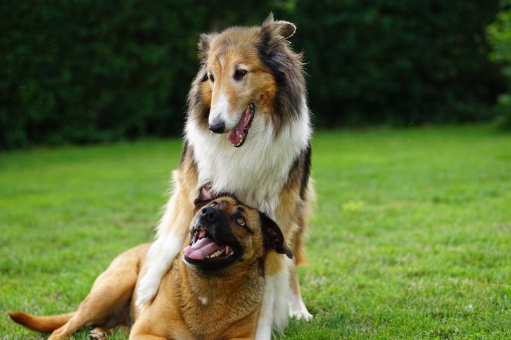Cani (Pixabay foto) - www.biomedicalcue.it