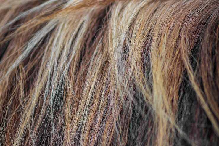 Capelli (Pixabay FOTO) - www.biomedicalcue.it