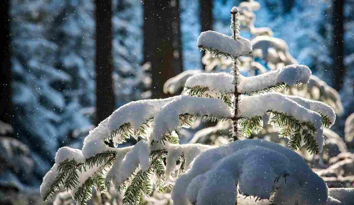Arriva la neve e il freddo nel nostro paese: ecco le previsioni - Neve sugli alberi (Pixabay FOTO) - www.sciencecue.it
