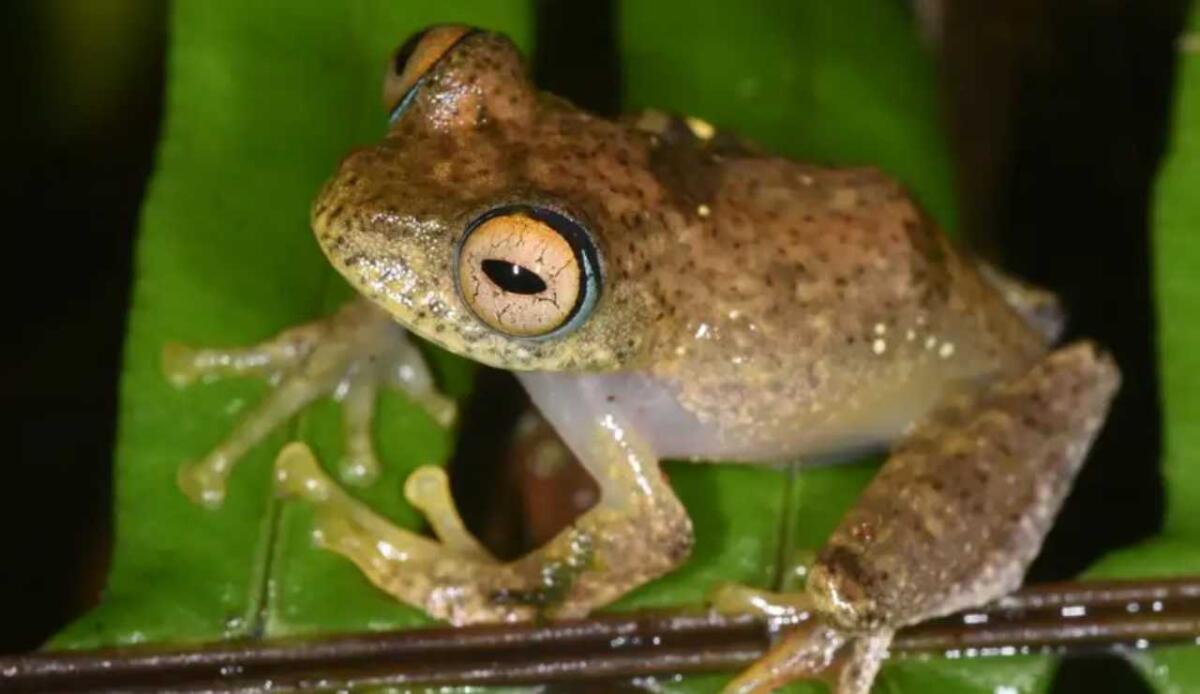Scoperte sette nuove specie di rana: il loro gracidio ricorda i suoni di Star Trek - Boophis pikei, una specie di rana del Madagascar (Miguel Vences FOTO) - www.sciencecue.it