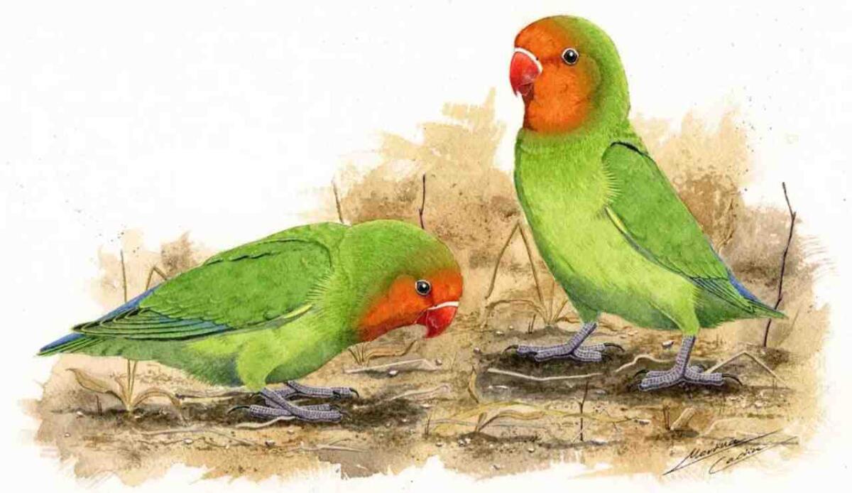 Una nuova specie di pappagallo imparentata con gli "inseparabili" è stata trovata nella Culla dell'Umanità - Una ricostruzione di Agapornis longipes (Martina Cadin FOTO) - www.sciencecue.it