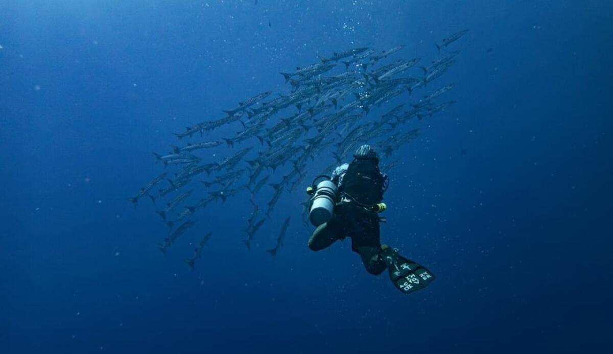 Quali sono gli animali marini più pericolosi per l'essere umano? - Un subacqueo e un banco di barracuda (Pixabay FOTO) - www.marinecue.it
