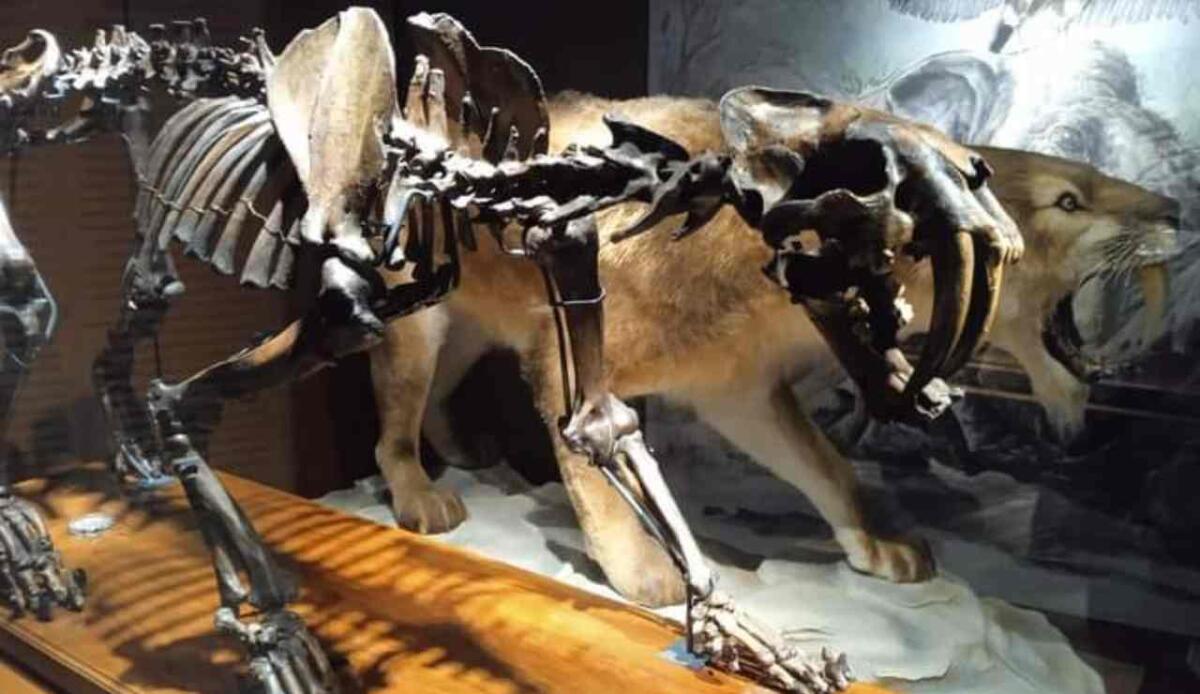 La tigre dai denti a sciabola sarebbe imparentata con il gatto: il nuovo studio - Una tigre dai denti a sciabola presso il Museo della Natura e dell'Uomo di Padova (Mattia Paparo FOTO) - www.sciencecue.it
