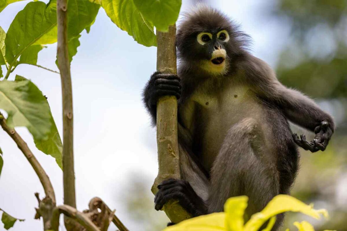 L’intelligenza artificiale decodifica le espressioni facciali di lemuri e gibboni a Torino - Un gibbone in natura (Pexels foto)  www.systemscue.it