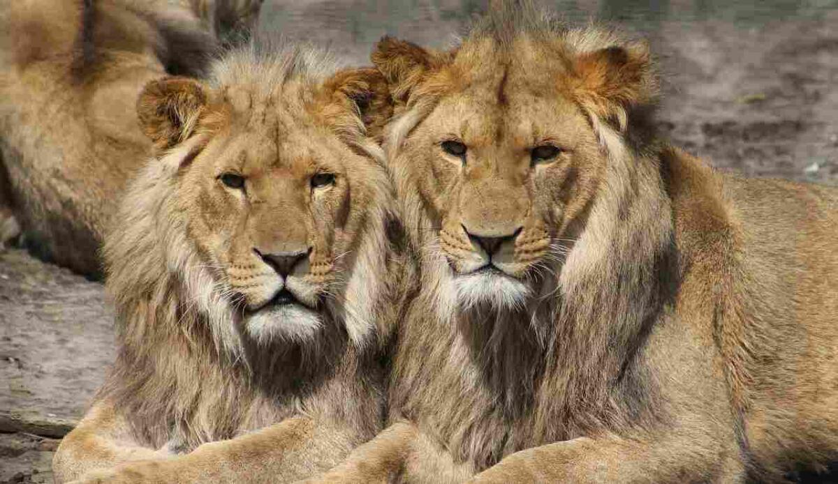 Nel 1898 quasi 30 persone vennero uccise da due leoni: un nuovo studio ha rivelato il perché - Illustrazione di due leoni (Pixabay FOTO) - www.sciencecue.it