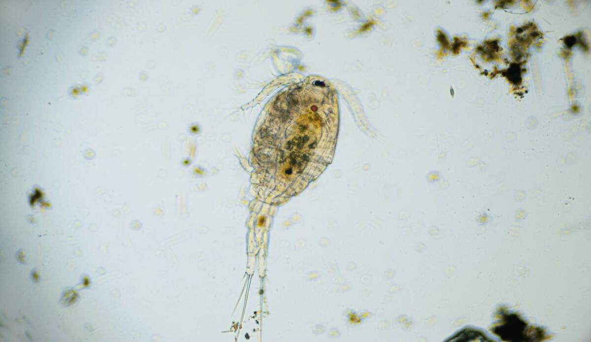 Alzheimer e Parkinson, da un piccolo animale marino nuova luce sulle due malattie - Invertebrato (Depositphotos FOTO)- www.marinecue.it