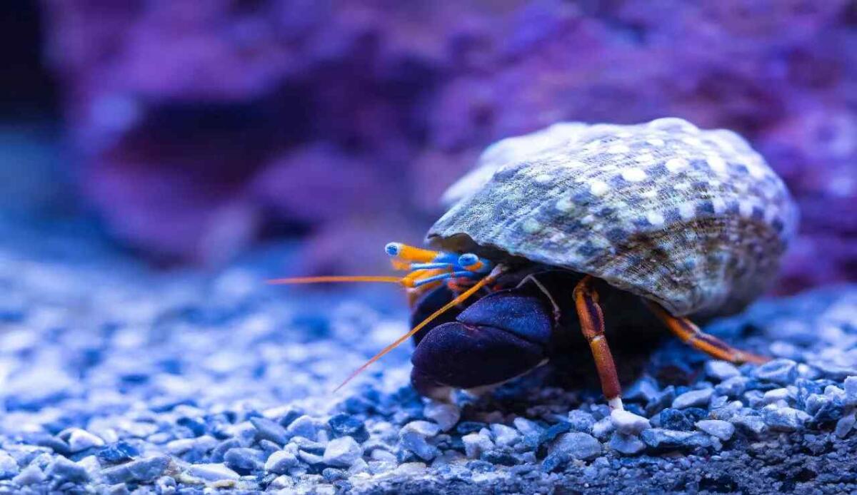 Una massa di fitoplacton pari a 250 milioni di elefanti negli oceani - Piccolo mollusco in acqua (Pexels Foto) - www.marinecue.it