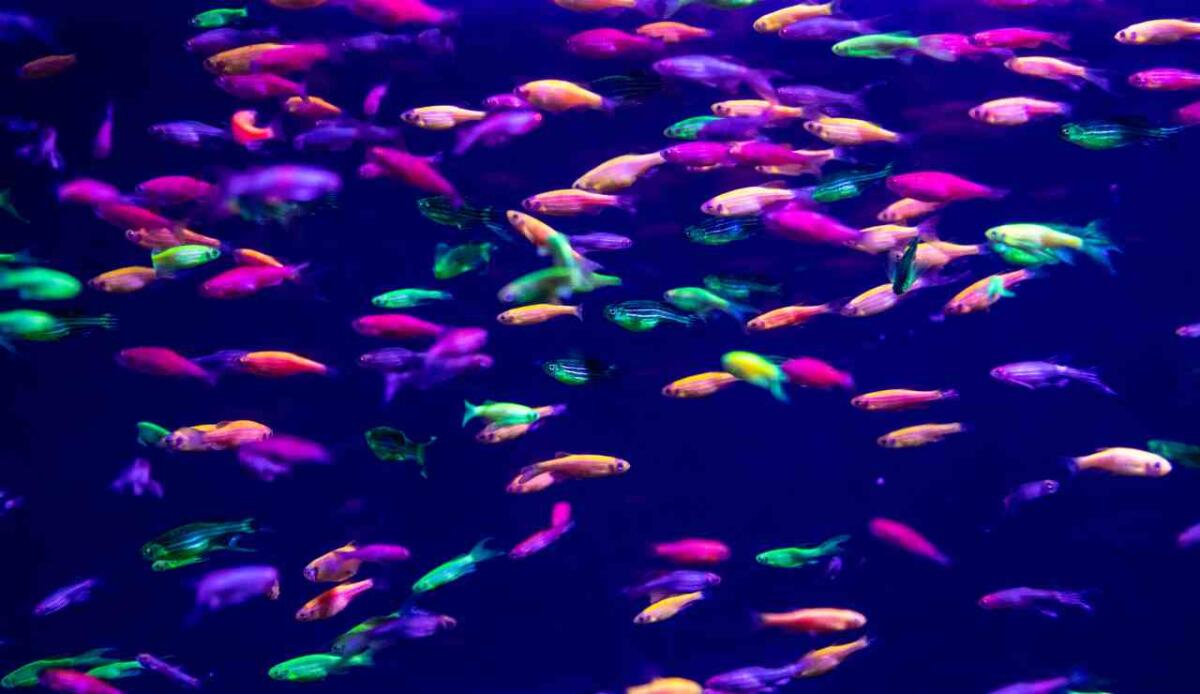 Dall'Università di Ferrara uno studio che svela come gli zebrafish evitino i compiti più complessi (proprio come noi) - Illustrazione di alcuni zebrafish (Depositphotos FOTO) - www.sciencecue.it