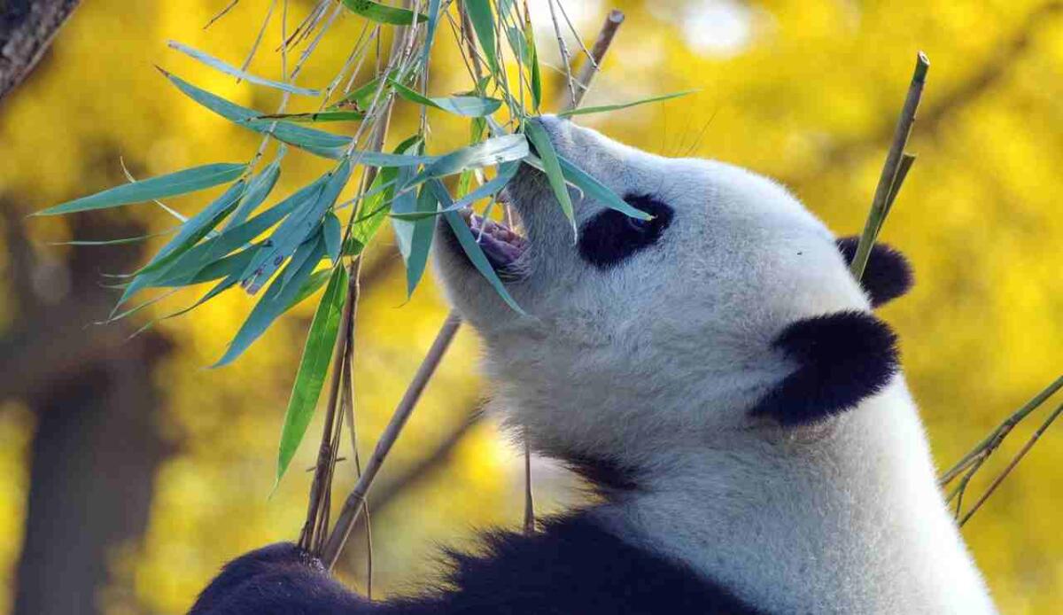 Cina ed Europa si sfidano sulle restrizioni commerciali legate al clima - Panda (Pixabay FOTO) - www.energycue.it