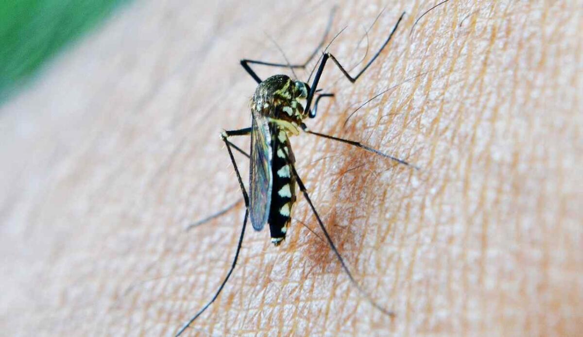 Malaria: smentito il caso autoctono in Veneto, cosa sappiamo - Zanzara che causa la malaria (Pixabay FOTO) - www.biomedicalcue.it