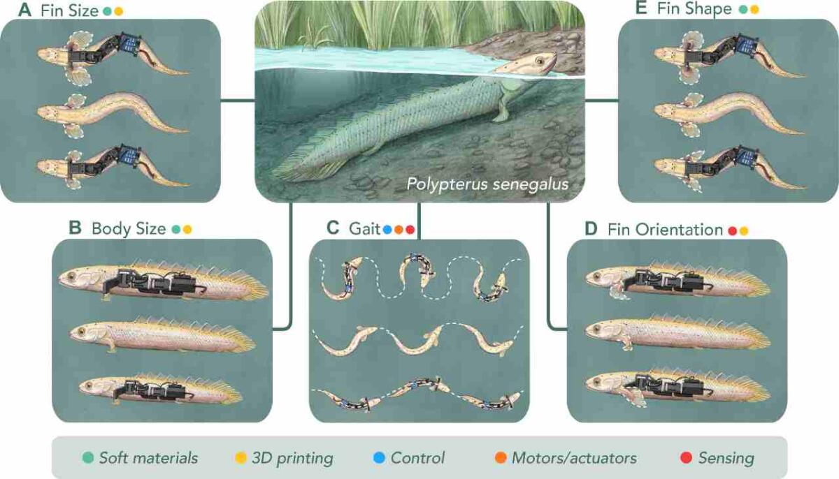 Comprendere come i primi pesci hanno camminato sulla terra grazie all'aiuto di piccoli robot - Ipotetici esperimenti che possono svolgere i paleo-robot (Hishida et al., 2024 FOTO) - www.systemscue.it