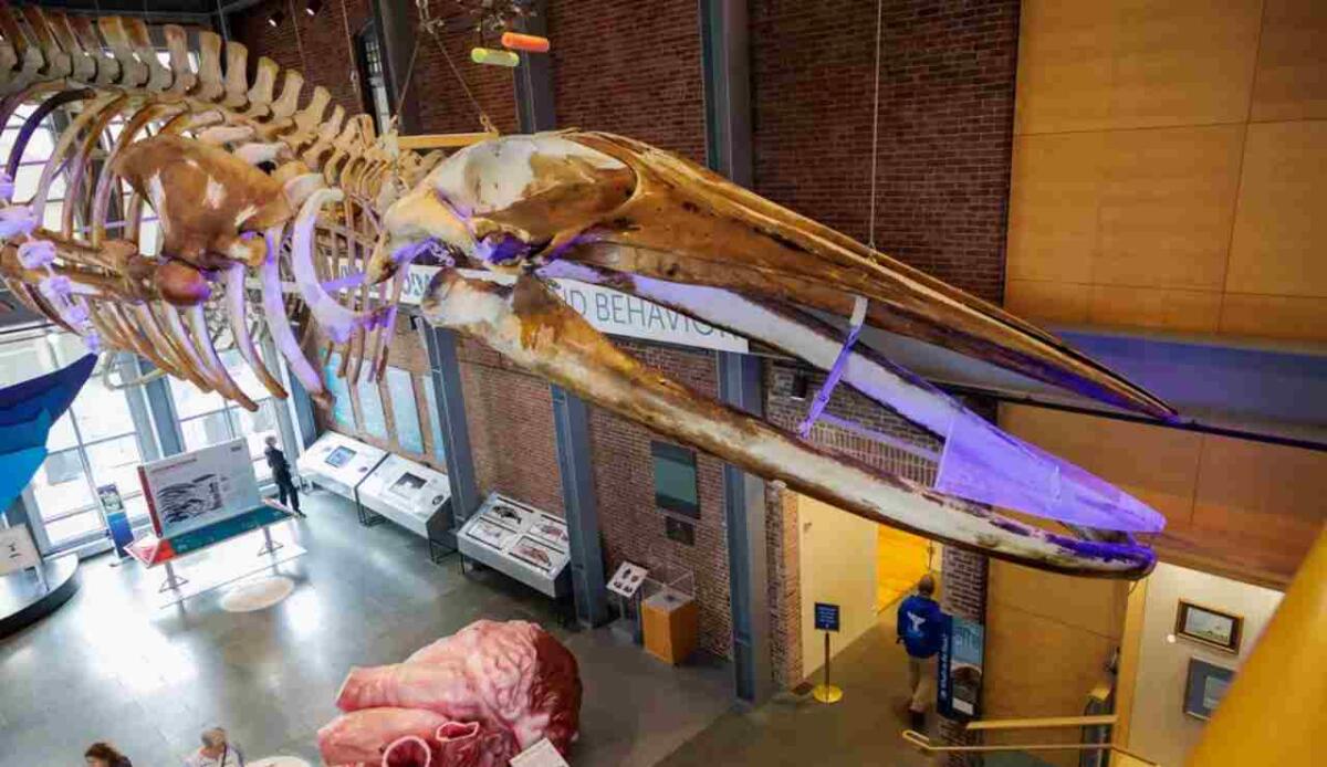 C'è una balena che da oltre 25 anni continua a produrre olio - KOBO esposto nella sala dei cetacei (New Bedford Whaling Museum FOTO) - www.sciencecue.it