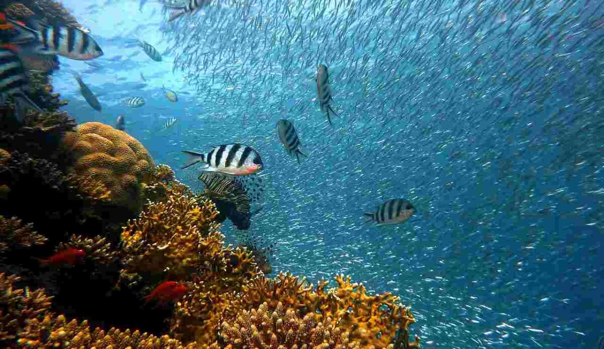 Una mano robotica per coltivare i coralli del futuro - Barriera corallina con pesci (Pixabay Foto) - www.marinecue.it