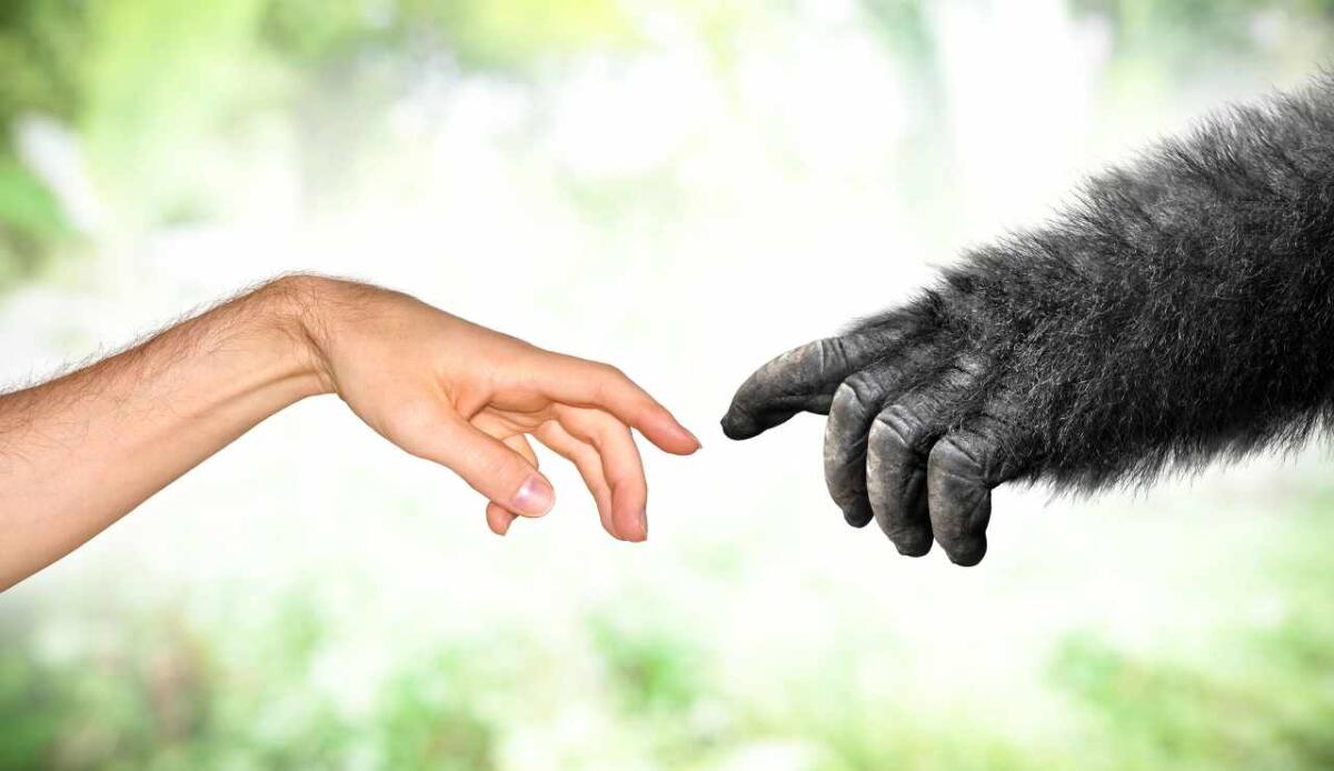 Chi è stato l'ultimo antenato tra uomo e scimpanzé? - Mani di uomo e gorilla (Depositphotos FOTO) - www.sciencecue.it