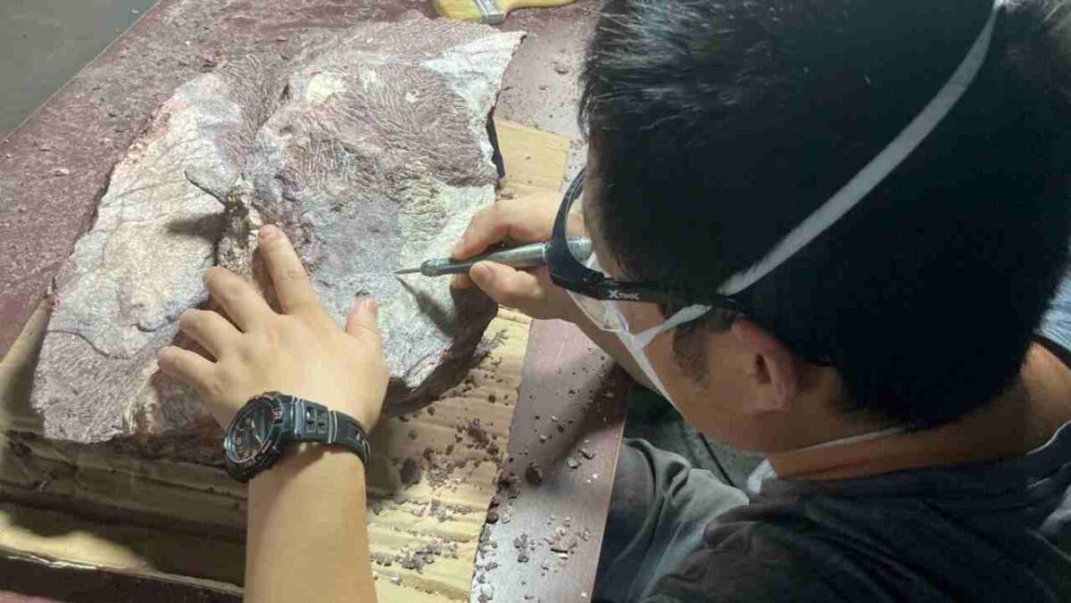 Hong Kong: trovati per la prima volta dei fossili di dinosauro - Un paleontologo durante il restauro di fossili di dinosauro (Hong Kong's Antiquities and Monu_AP FOTO) - www.buildingcue.it