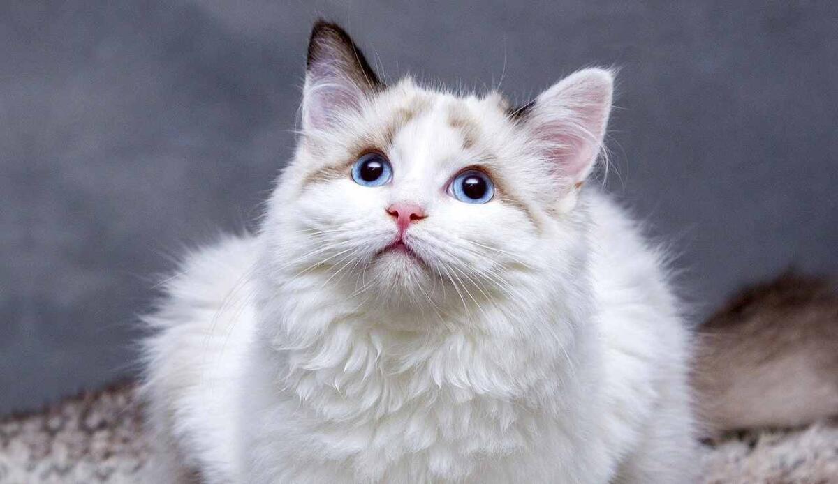 Ora l'IA può "tradurre" il miagolio dei gatti - Gatto bianco (Pixabay FOTO) - www.sciencecue.it