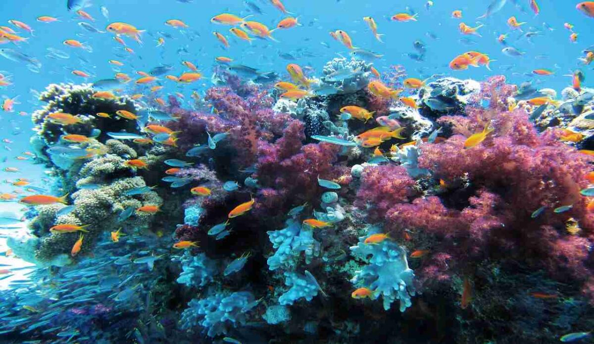 Siamo ancora in tempo per salvare le barriere coralline? - Barriera corallina (Pixabay Foto) - www.marinecue.it