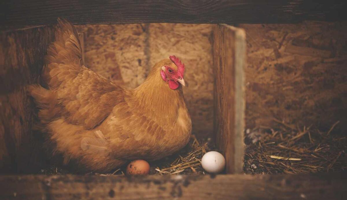 Risolto (forse) il più famoso dei dilemmi: è nato prima l'uovo o la gallina? - Uovo e gallina (Pixabay FOTO) - www.sciencecue.it