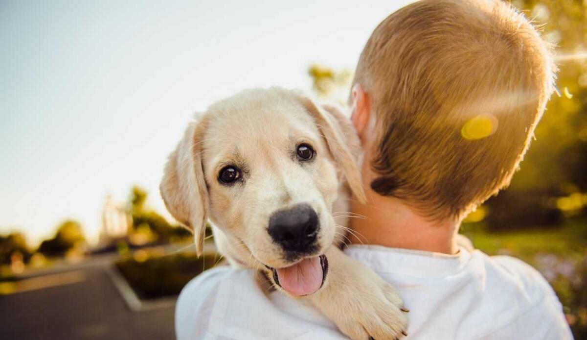 Un cane e una persona entrerebbero in sintonia dopo qualche carezza: il nuovo studio - Una persona ed il suo cane (Pixabay FOTO) - www.sciencecue.it