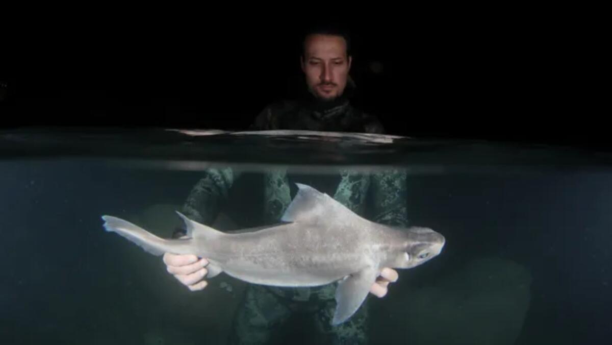 Uno squalo bianco spettrale rarissimo è stato scoperto al largo delle coste dell'Albania - Raro squalo bianco trovato in Albania (Photographs Andrej Gajić, Sharklab ADRIAfoto) - www.marinecue.it
