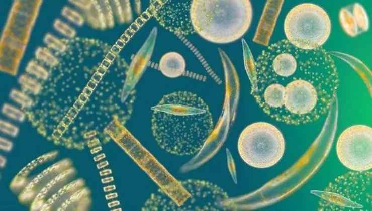 Fitoplacton al microscopio (screenshot encolumbia.com/Pinterest) - www.marinecue.it