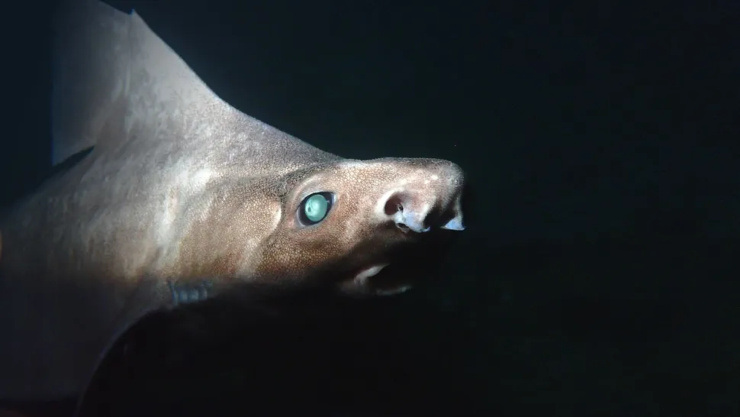 L'esemplare trovato in Albania (Photographs Andrej Gajić, Sharklab ADRIAfoto) - www.marinecue.it