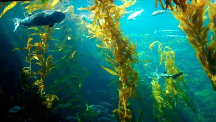 Ambiente marino sott'acqua (screenshot veja.abril.com.br/Pinterest) - www.marinecue.it