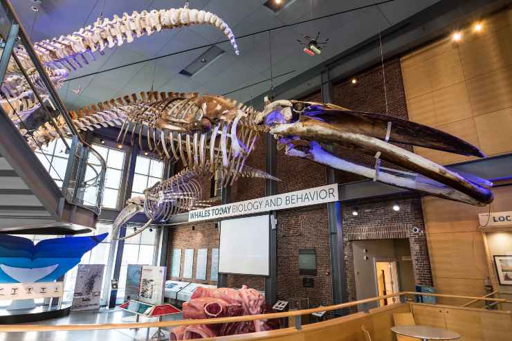 Una diversa visuale scheletro (New Bedford Whaling museum FOTO) - www.sciencecue.it