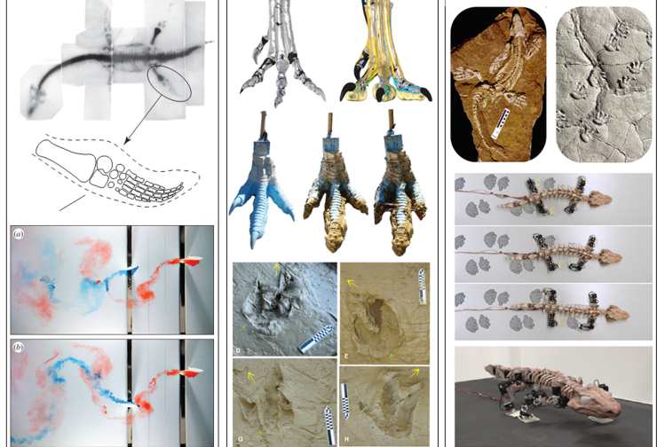 Esempi di ricerche che combinano paleontologia, biologia e robotica (Hishida et al., 2024 FOTO) - www.systemscue.it