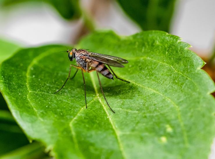 Zanzara che causerebbe la malaria (Pixabay FOTO) - www.biomedicalcue.it