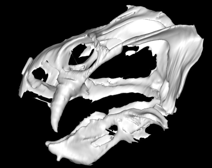 Cranio di Gordonia traquairi (Università di Edinburgo FOTO) - www.systemscue.it