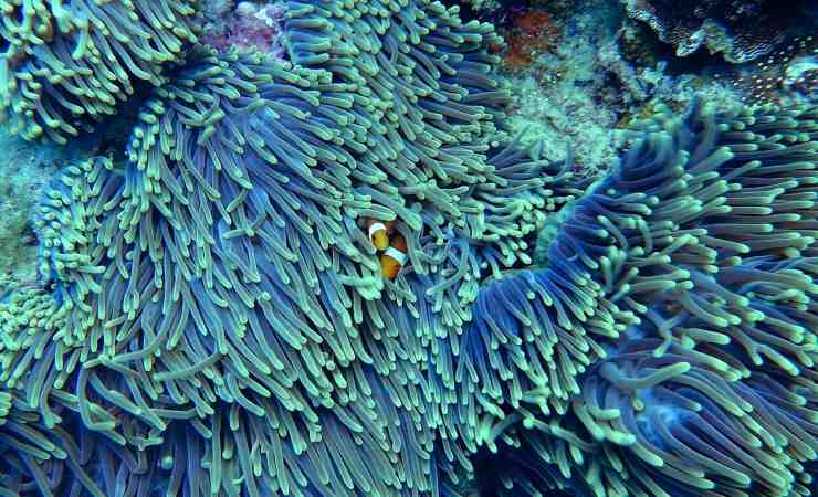 Barriera corallina (Pixabay Foto) - www.marinecue.it