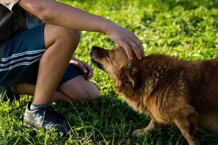 Una persona mentre accarezza un cane (Pixabay FOTO) - www.sciencecue.it